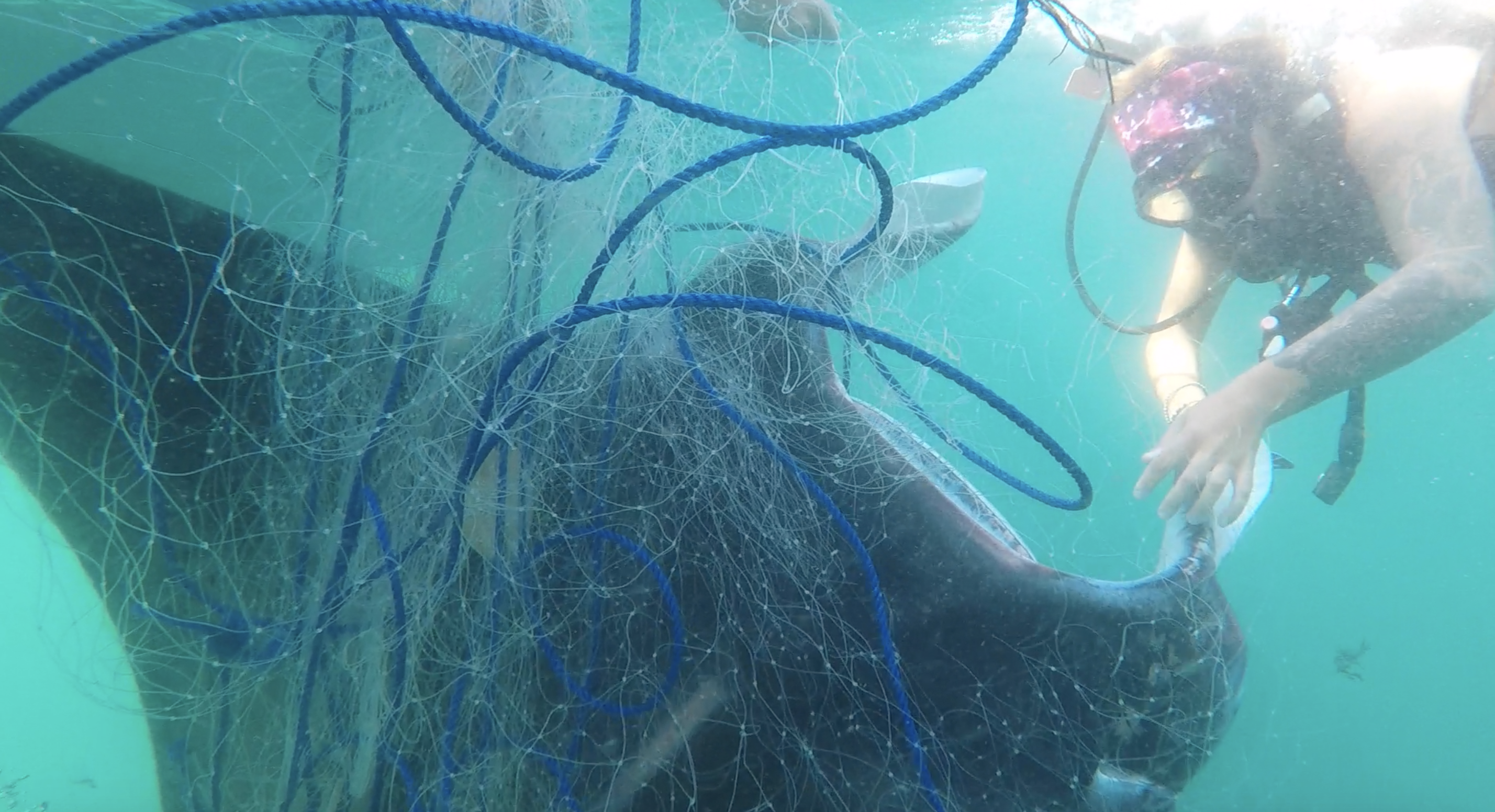 Sauvetage d'une manta prise dans un filet