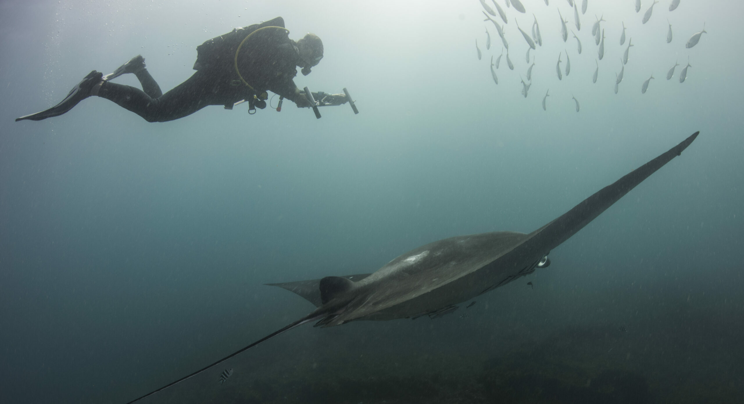 Nakia mesurant la taille d'une manta (1)