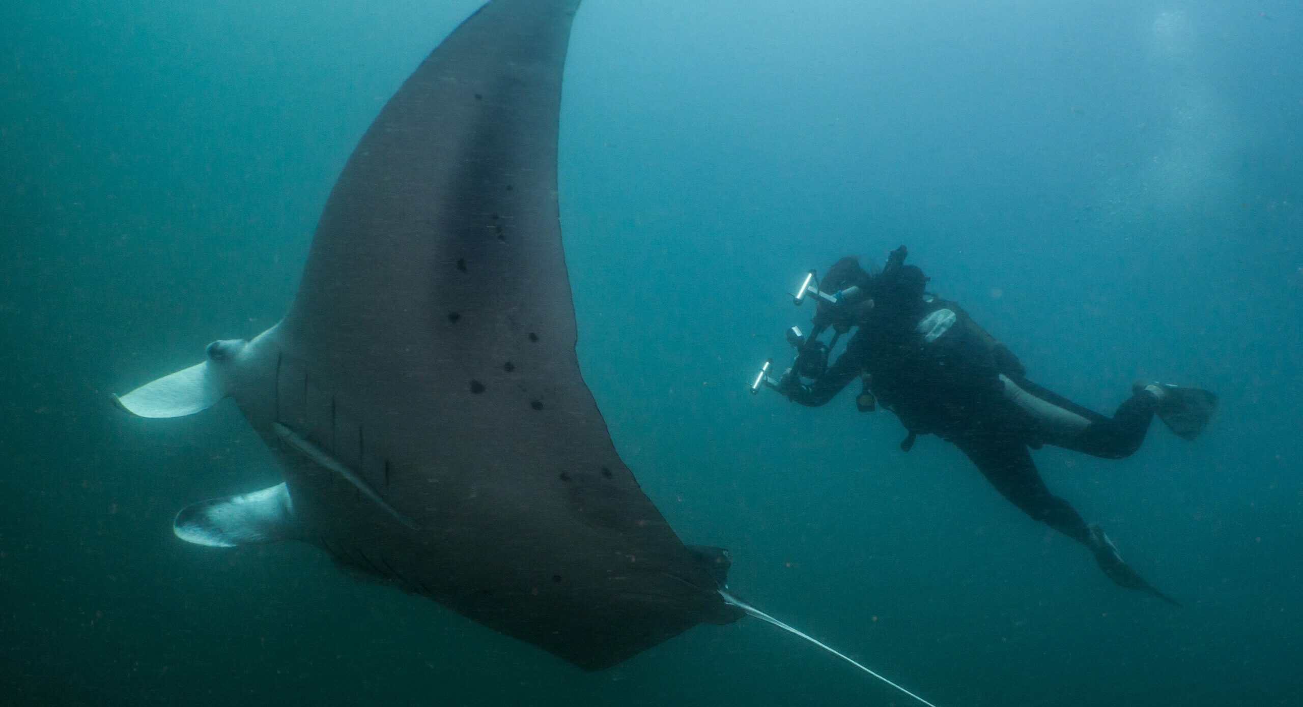 Nakia mesurant la taille d'une manta (2)