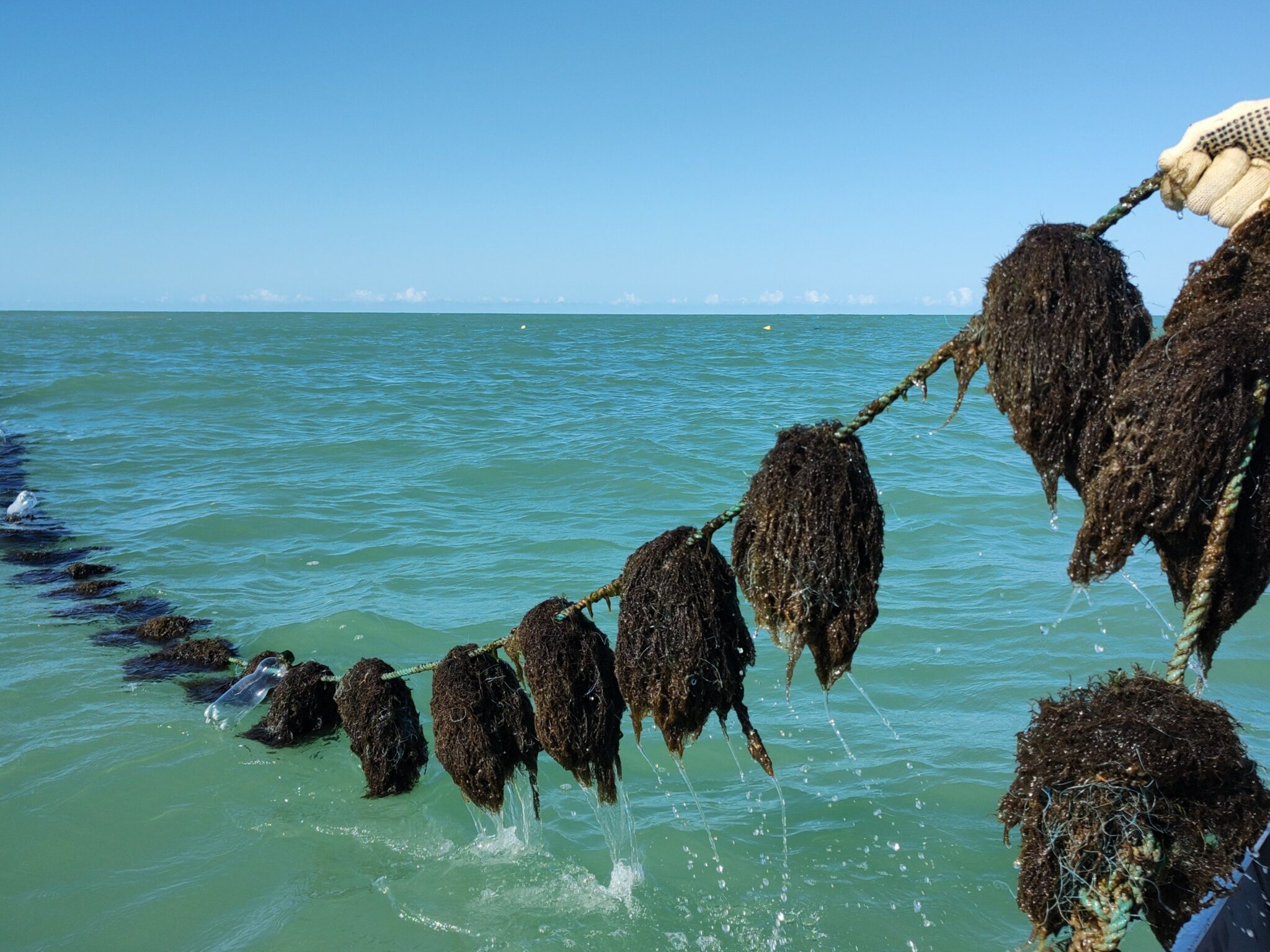 Hypnea seaweed cultivation