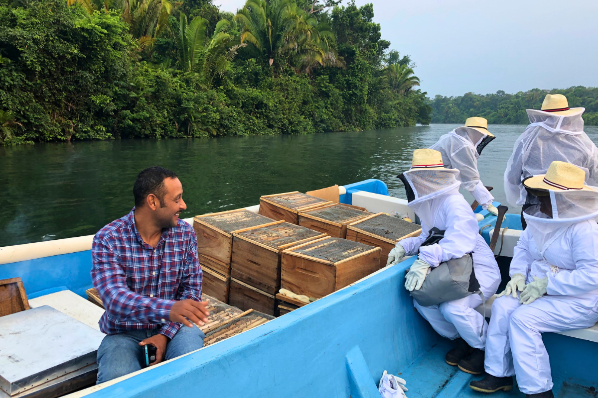 Mangrove Beekeeping (1)