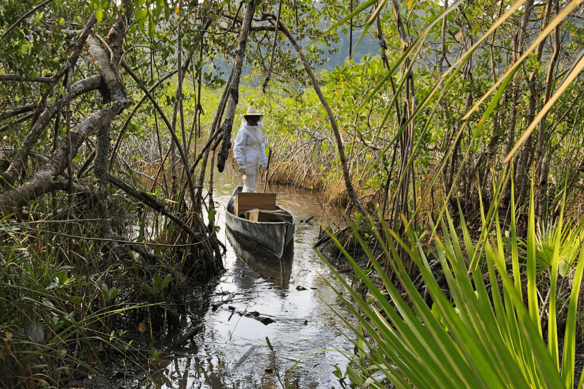 Mangrove Beekeeping (2)