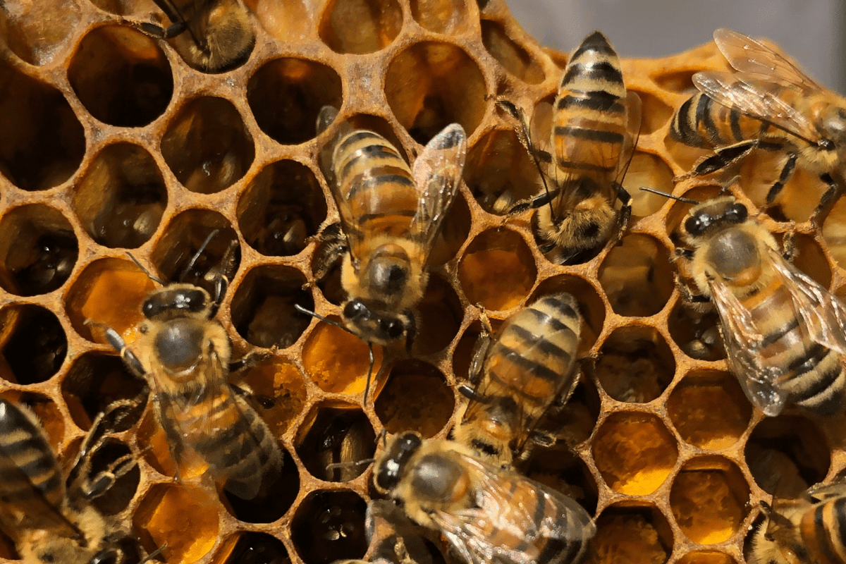 Mangrove Beekeeping (3)