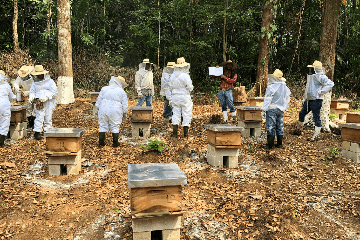 Mangrove Beekeeping (6)