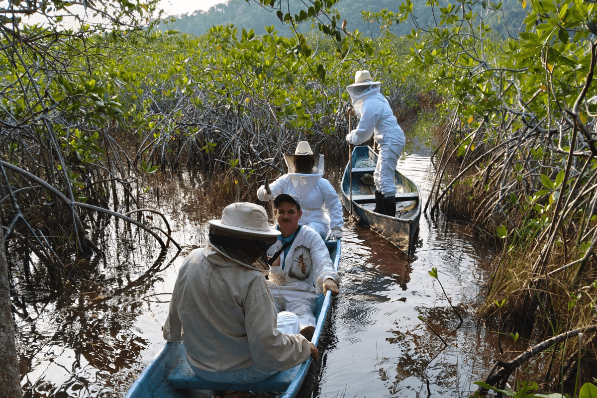 Mangrove Beekeeping (7)