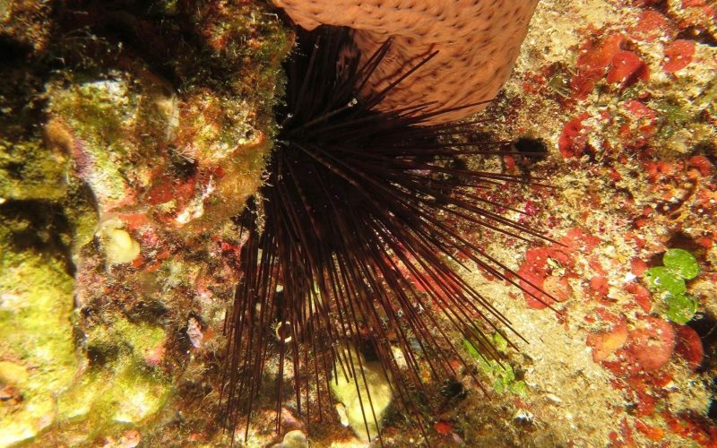 Sea urchin